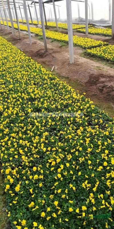 角堇 瑾  三色堇 瑾 冬季時令草花  大量供應(yīng)  基地直銷