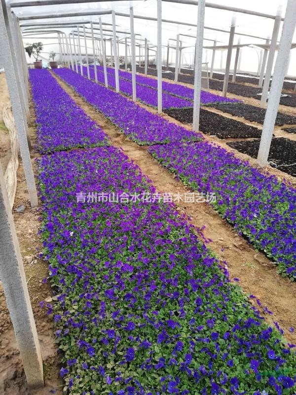 角堇 瑾  三色堇 瑾 冬季時令草花  大量供應(yīng)  基地直銷