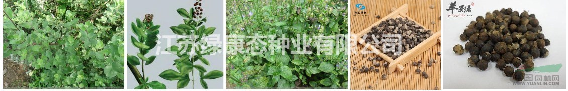 蔓荊子生長習(xí)性，種子在綠康態(tài)，歡迎來電咨詢