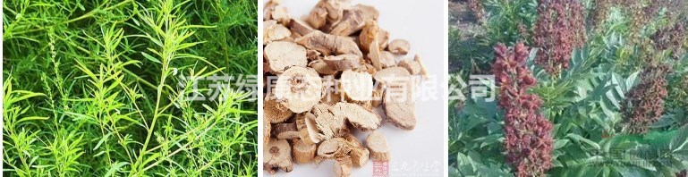 地膚子生理特性，需要種子聯(lián)系綠康態(tài)