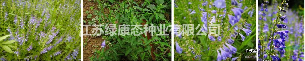 半枝蓮生長環(huán)境，需要種子聯(lián)系綠康態(tài)