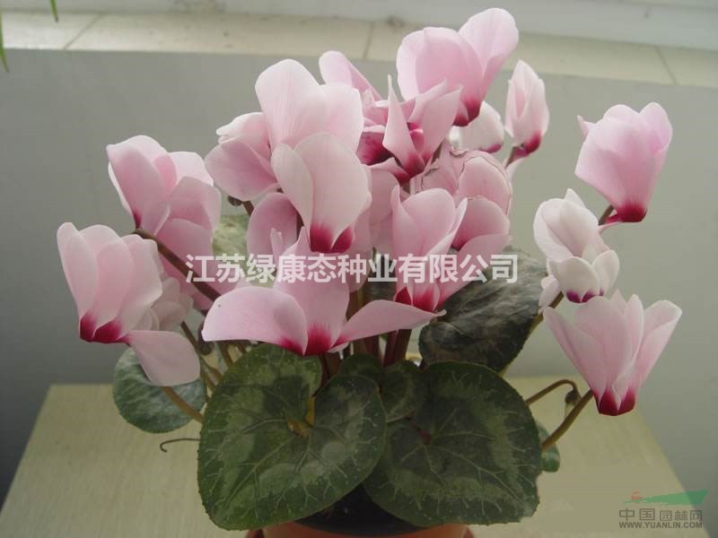 仙客來盆栽養(yǎng)護要點