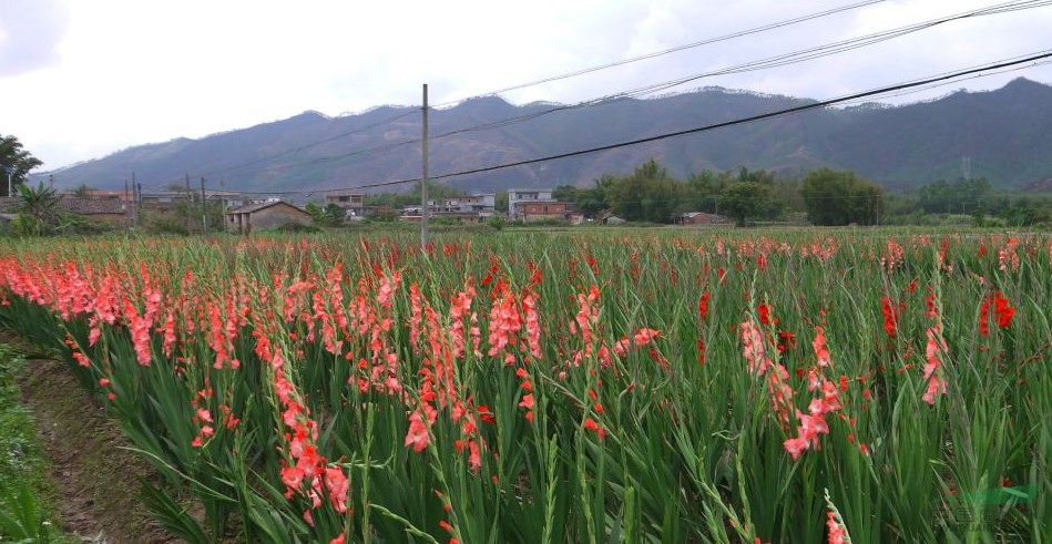 培植劍蘭要注意什么