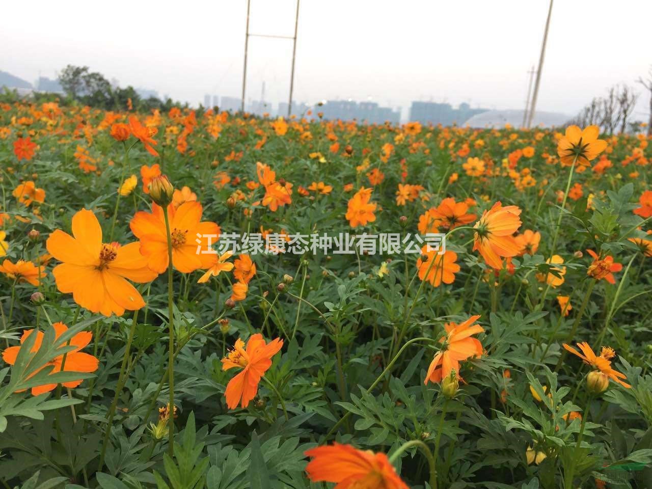 硫華菊種子  花期及特征 常年供應(yīng)草花苗木種子