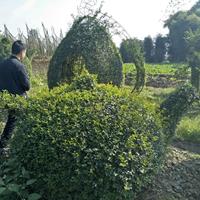 小葉女貞茶壺造型 茶壺價格 小葉女貞造型基地 量大