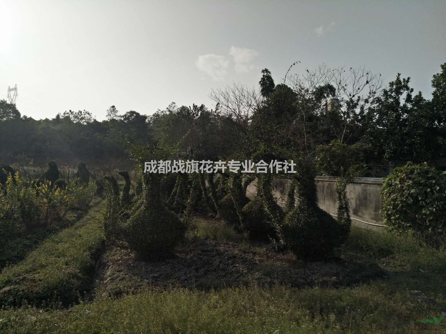 小葉女貞茶壺造型 茶壺價格 小葉女貞造型基地 量大