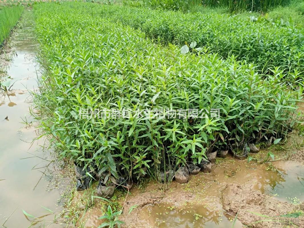 可供湖南哪里賣水生植物梭魚草，千屈菜，水蔥，香蒲，旱傘草