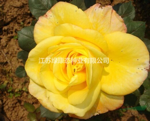 供應(yīng)歐月金絲雀（小，中，大杯苗）量大優(yōu)惠