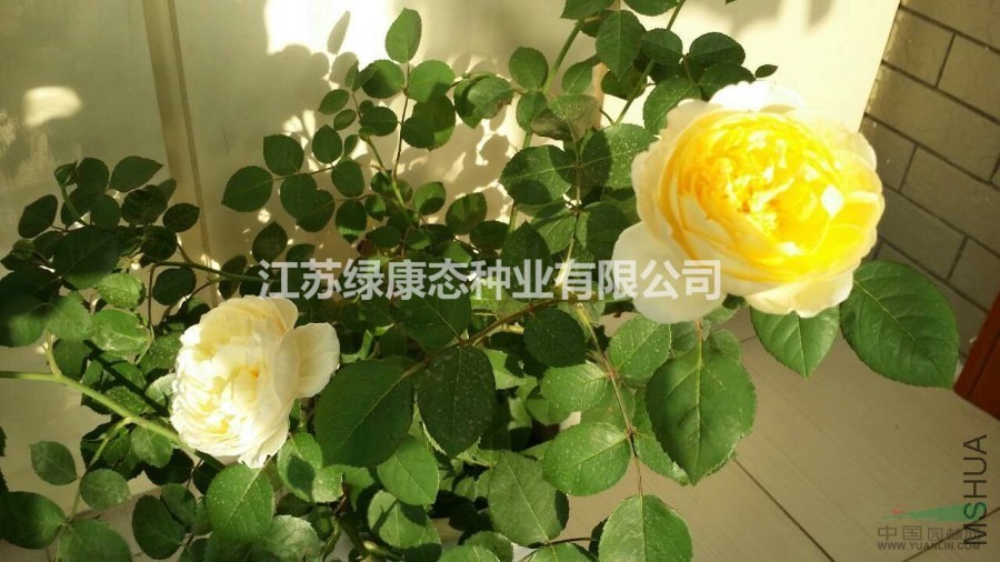供應(yīng)歐月金絲雀（小，中，大杯苗）量大優(yōu)惠
