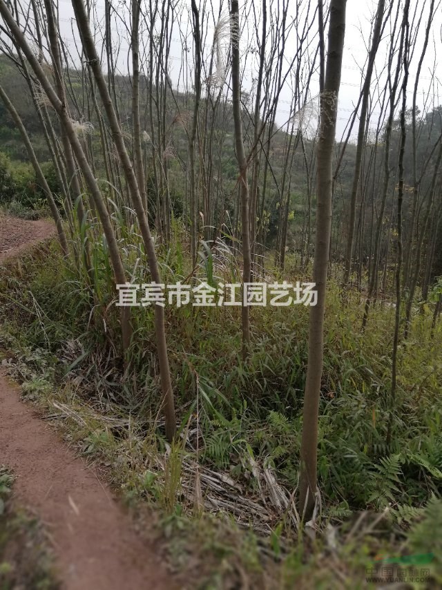 四川欒樹價格，宜賓欒樹批發(fā)宜賓欒樹種植批發(fā)基地大量