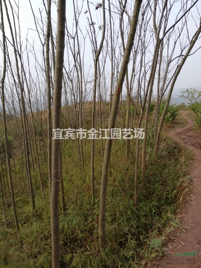 四川欒樹價格，宜賓欒樹批發(fā)宜賓欒樹種植批發(fā)基地大量