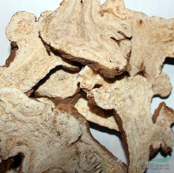 白術(shù)種植方法，需要種子聯(lián)系綠康態(tài)