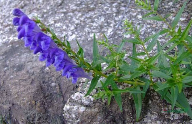 黃芩生長環(huán)境   想要種植聯(lián)系綠康態(tài)