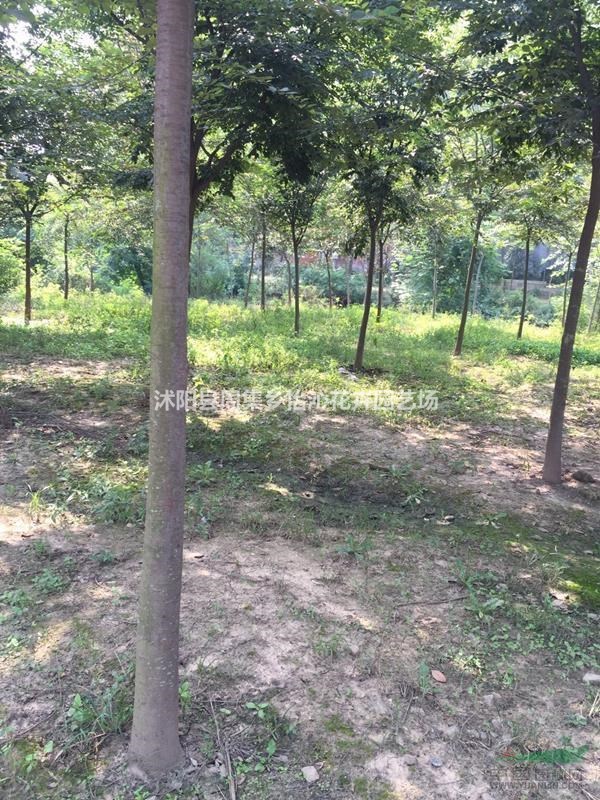 江蘇櫸樹介紹 江蘇櫸樹價(jià)格 江蘇櫸樹基地直銷