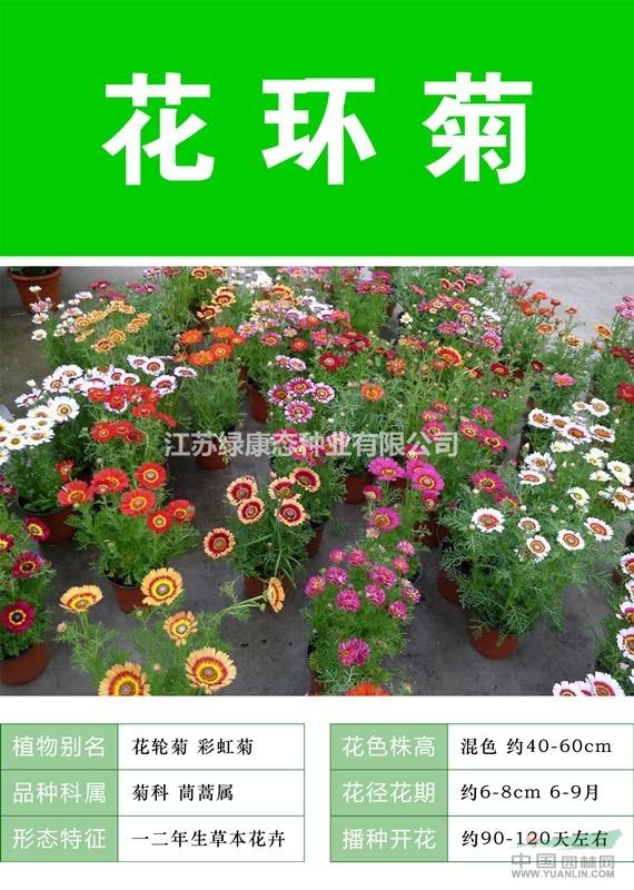 花環(huán)菊杯苗、花環(huán)菊種子.各類花卉種子苗木種子草籽