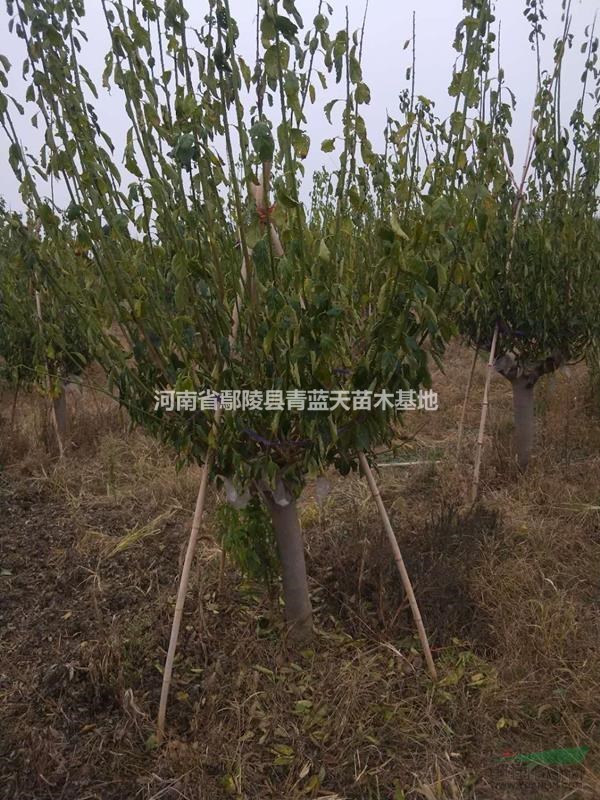 鄢陵縣青藍(lán)天花木基地出售各種規(guī)格的紅梅