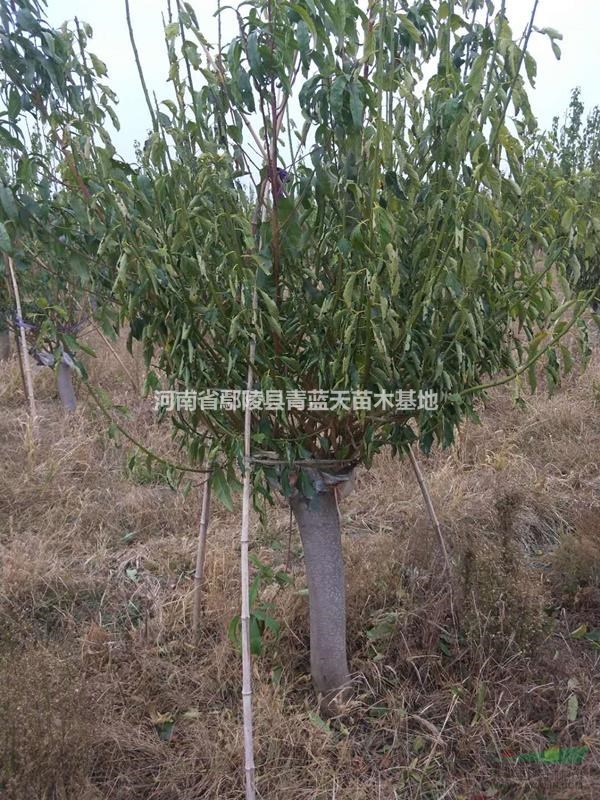 鄢陵縣青藍(lán)天花木基地出售各種規(guī)格的紅梅