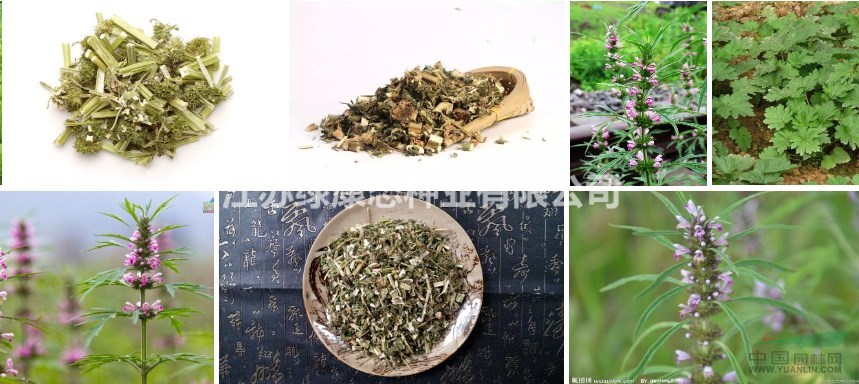 益母草種子70一斤，量大優(yōu)惠