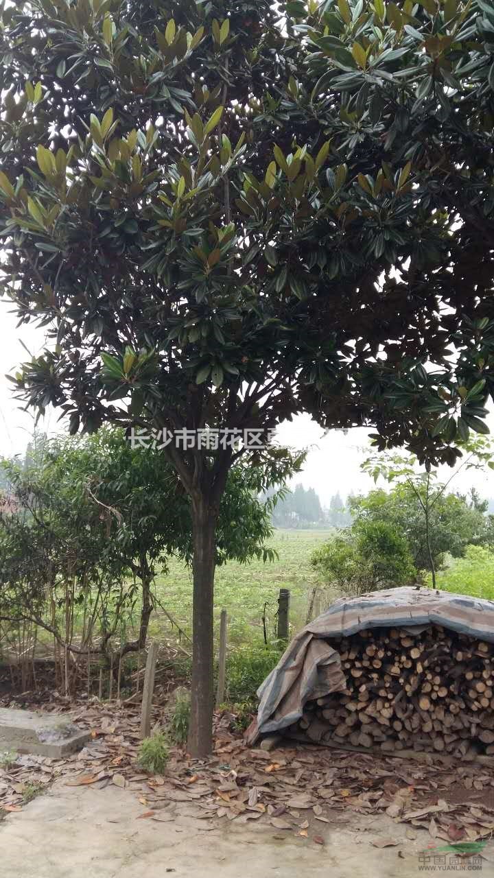 2018年湖南廣玉蘭2新報價