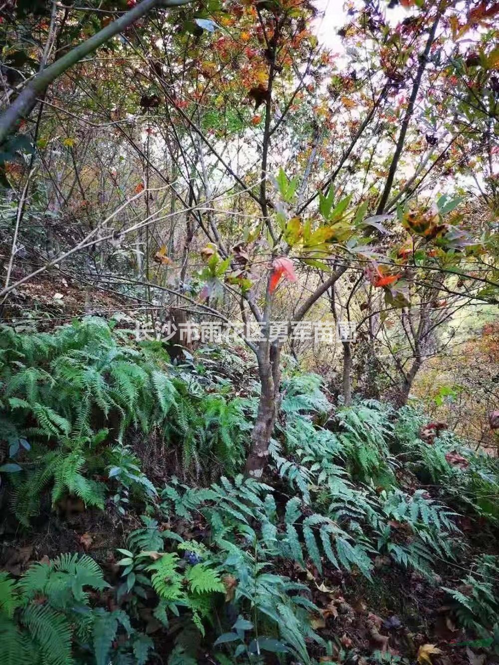 大小規(guī)格紅楓3基地