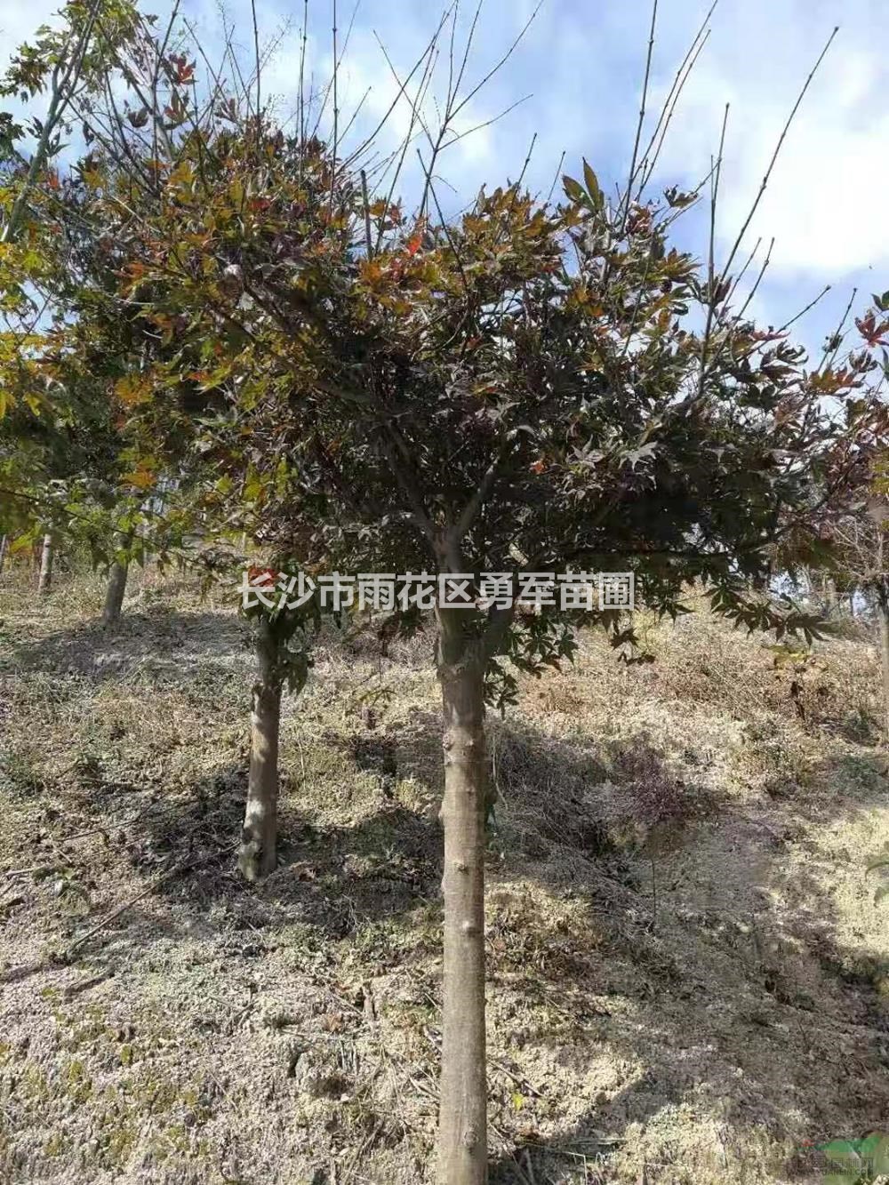 大小規(guī)格紅楓3基地