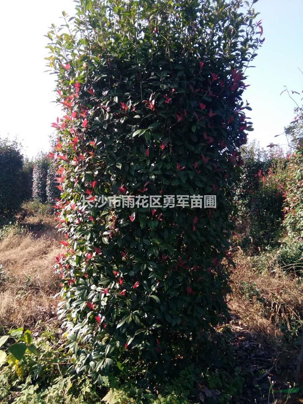 紅葉石楠柱2行情報價/紅葉石楠柱2圖片展示