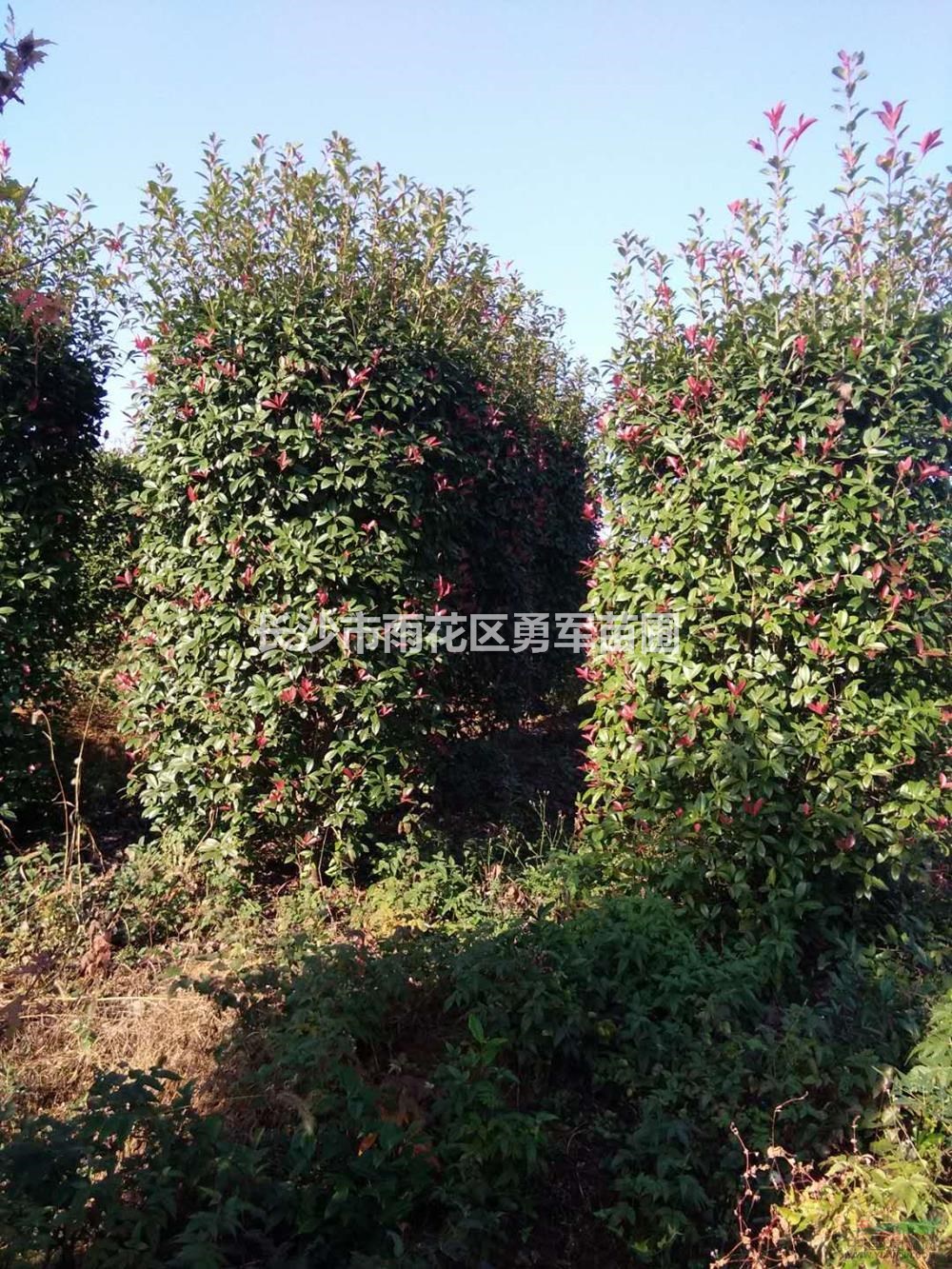 紅葉石楠柱2行情報價/紅葉石楠柱2圖片展示