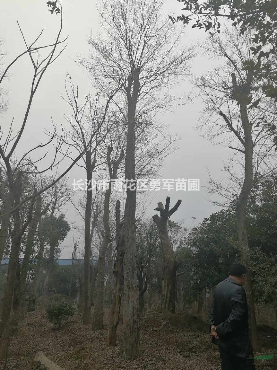 大小規(guī)格樸樹基地