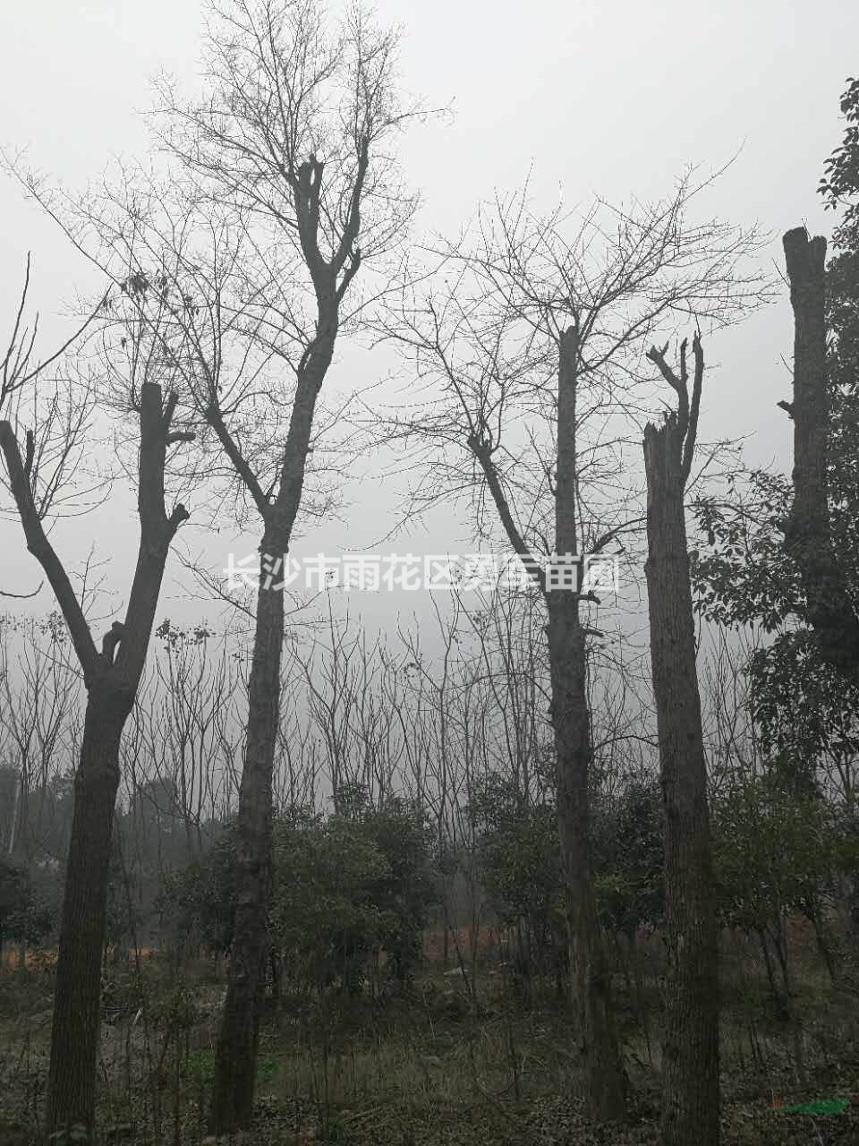 大小規(guī)格樸樹基地