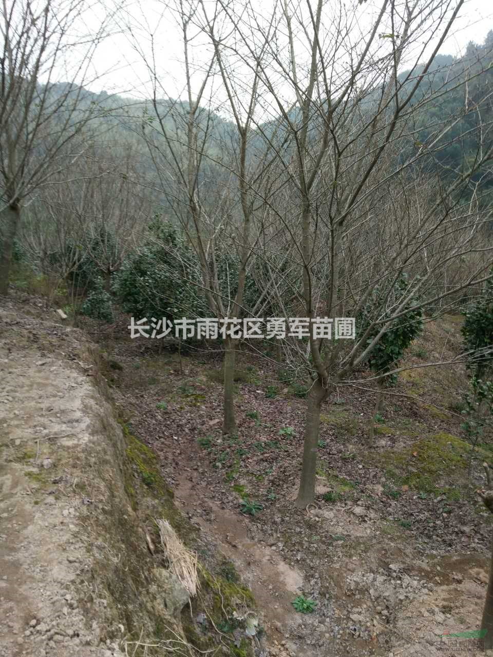 大小規(guī)格櫻花基地