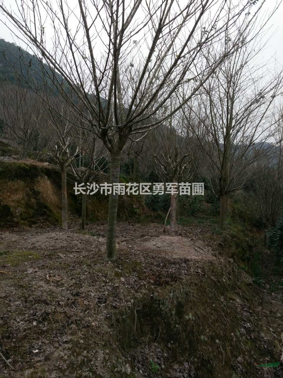 大小規(guī)格櫻花基地