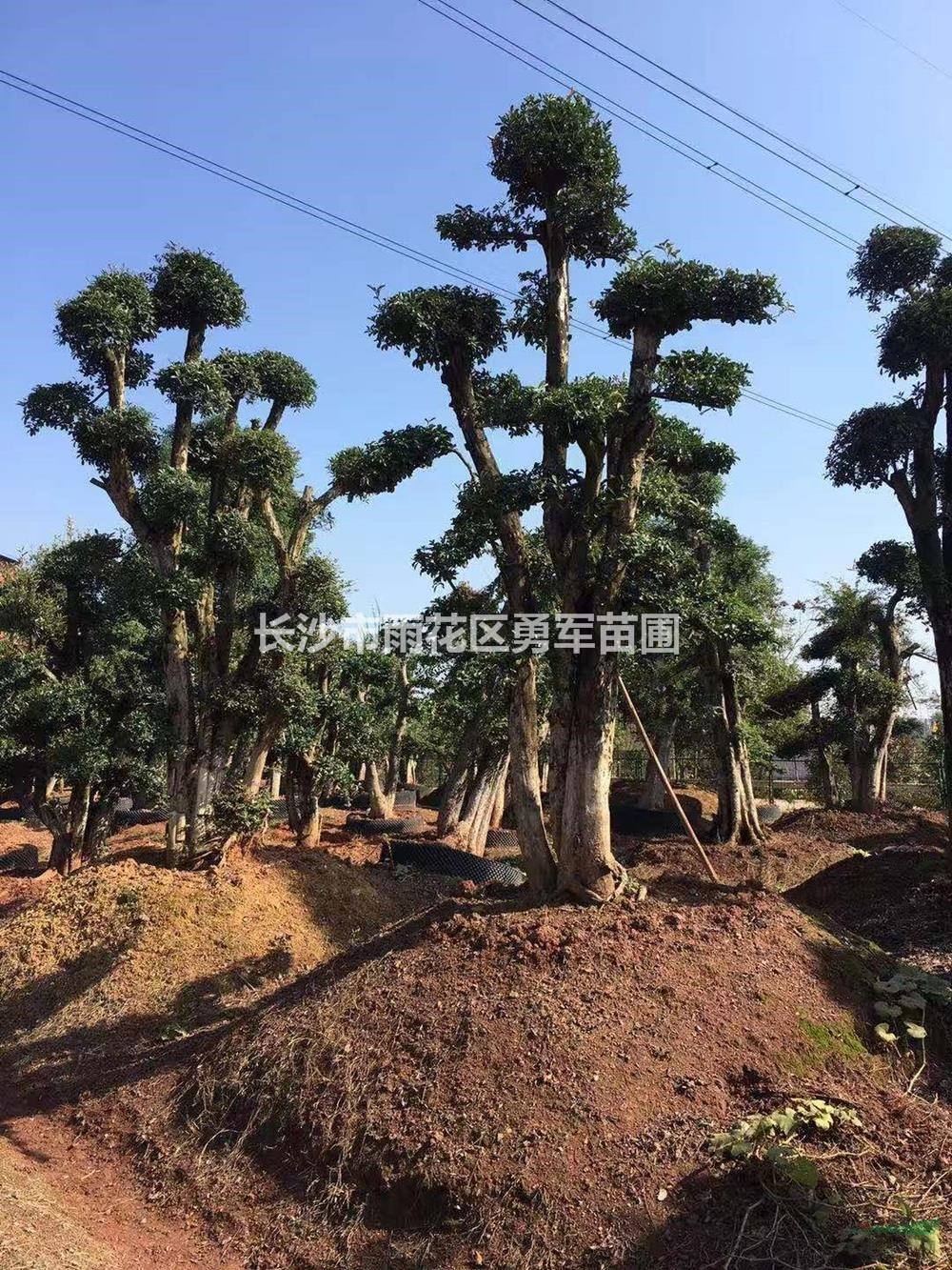 湖南造型欏木石楠2批發(fā)/供應(yīng)