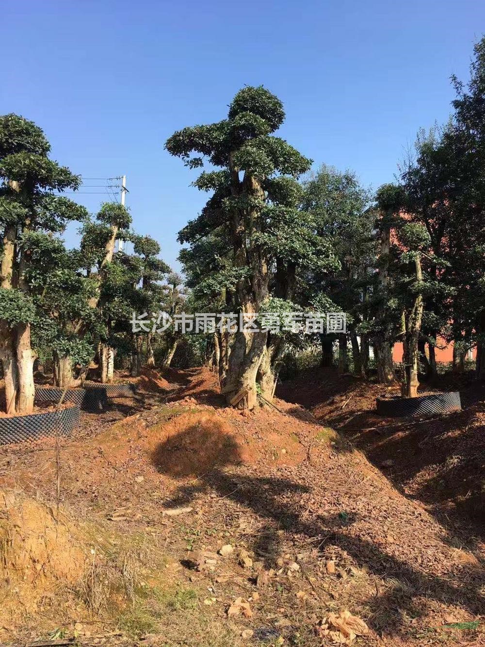 湖南造型欏木石楠2批發(fā)/供應(yīng)