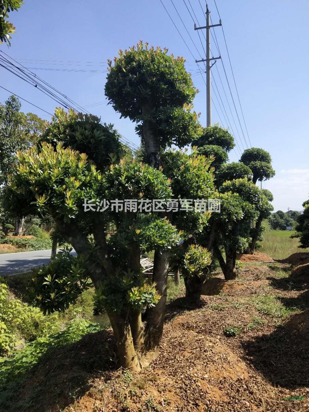 湖南[產(chǎn)品]/湖南造型女貞3價(jià)格/報(bào)價(jià)