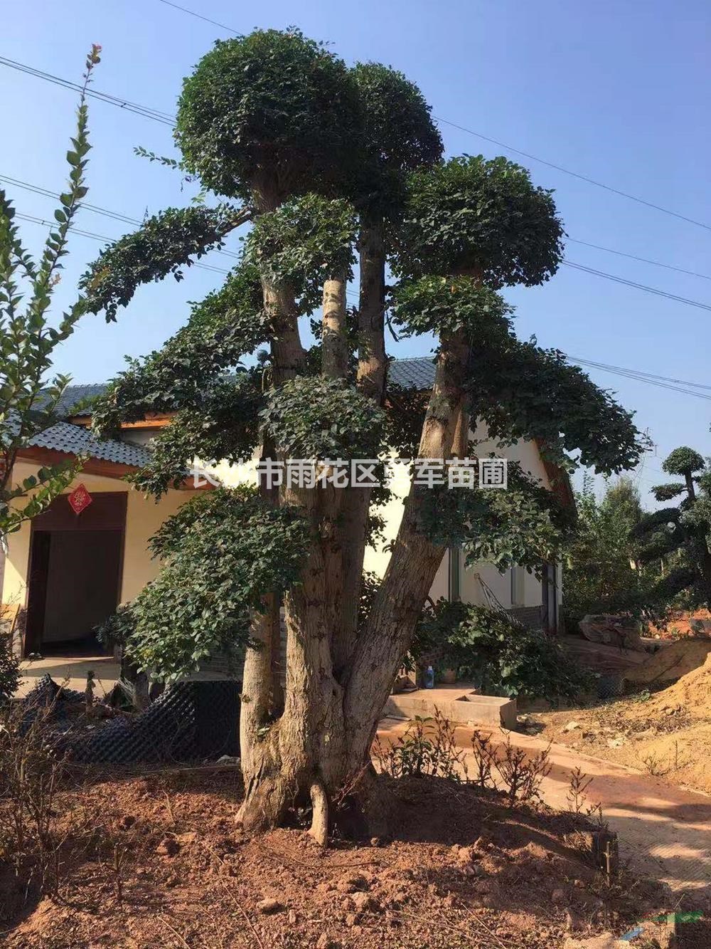 湖南[產(chǎn)品]/湖南造型女貞3價(jià)格/報(bào)價(jià)