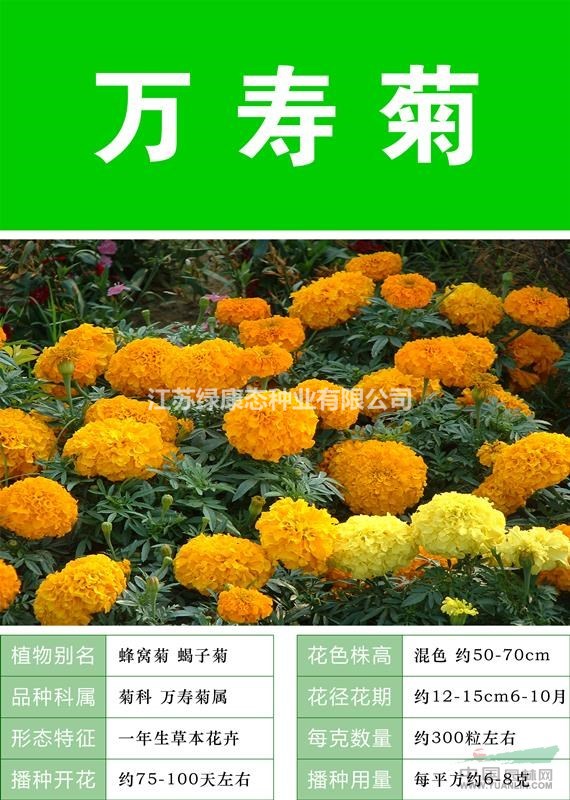 供應(yīng)萬壽菊杯苗、萬壽菊種子.各類花卉種子苗木種子草籽