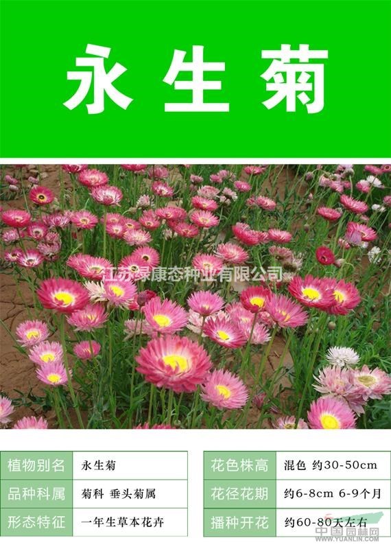 供應永生菊杯苗、永生菊種子.各類花卉種子苗木種子草籽