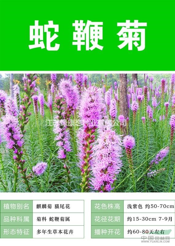 供應(yīng)蛇鞭菊杯苗、蛇鞭菊種子.各類花卉種子苗木種子草籽