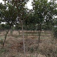 華中地區5到20公分枇杷樹價格 合肥枇杷樹價格便宜處理 枇杷