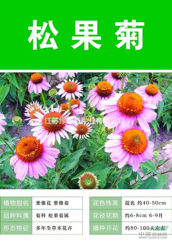 供應(yīng)松果菊杯苗、松果菊種子.各類花卉種子苗木種子草籽