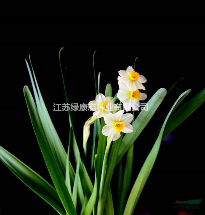 怎樣繁殖水仙花?      江蘇綠康態(tài)常年供應(yīng)各品種進(jìn)口種球