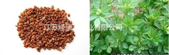 葫蘆巴生理特性，需要種子請聯(lián)系綠康態(tài)