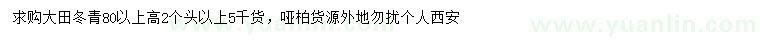 求購80公分以上高冬青