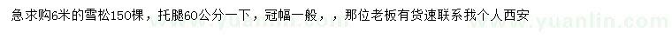 求購(gòu)6米雪松