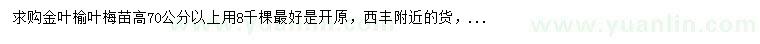 求購高70公分以上金葉榆葉梅