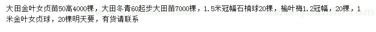 求購金葉女貞、冬青、石楠球等