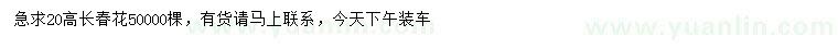 求購高20公分長春花