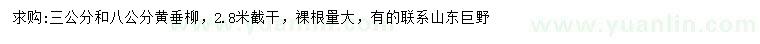 求購3公分和8公分黃垂柳