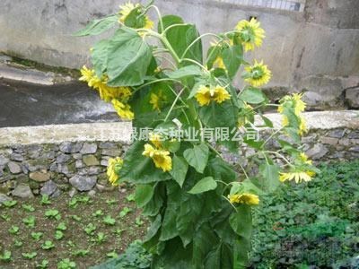 多頭向日葵的種植方法  常年供應(yīng)草花種子苗木種子草籽