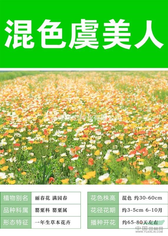 混色虞美人杯苗、混色虞美人種子.各類花卉種子苗木種子草籽